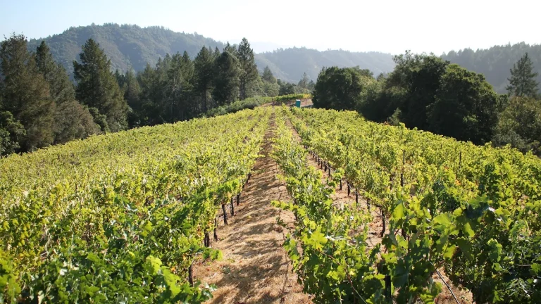 Meadowcroft Wines, a dog-friendly winery in Sonoma, California