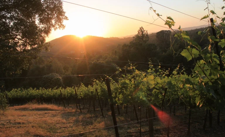 Mellowood Vineyard, Fair Play