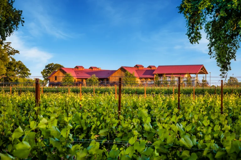 Oak Farm Vineyards, a dog-friendly winery in Lodi, California