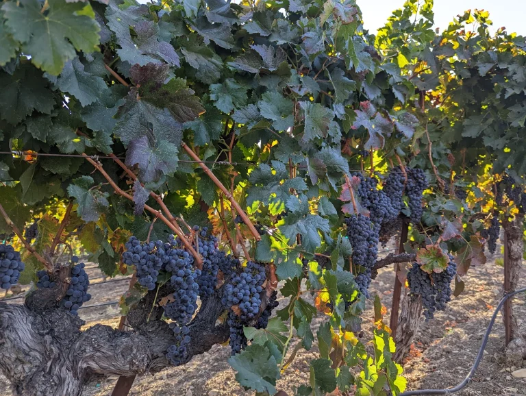 Opolo Vineyards Google Places photo