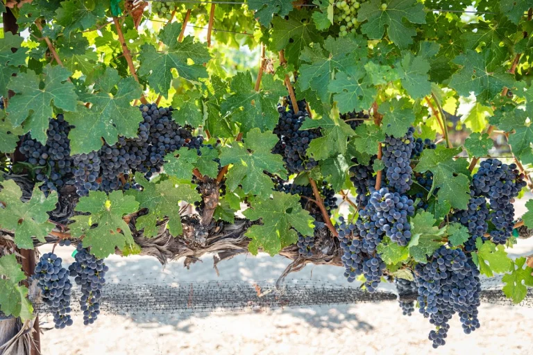 Oso Libre Winery, a dog-friendly winery in Paso Robles, California