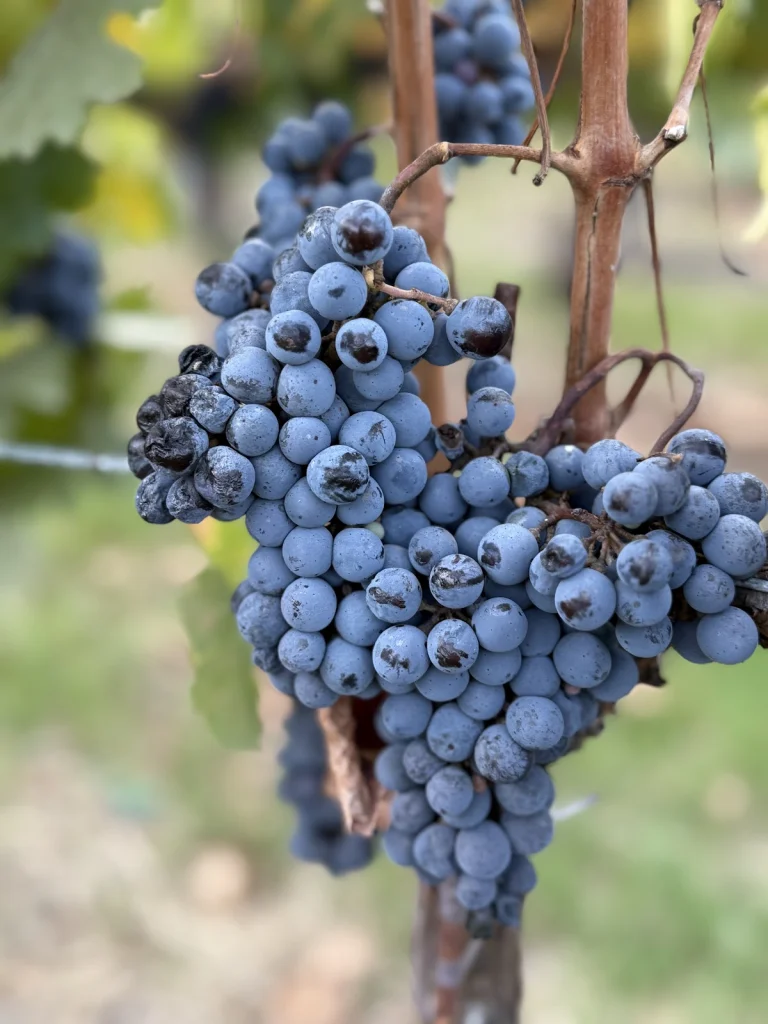 Parrish Family Vineyards Google Places photo