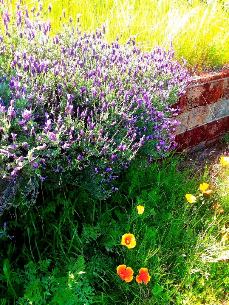 Pescatore Vineyard, Newcastle