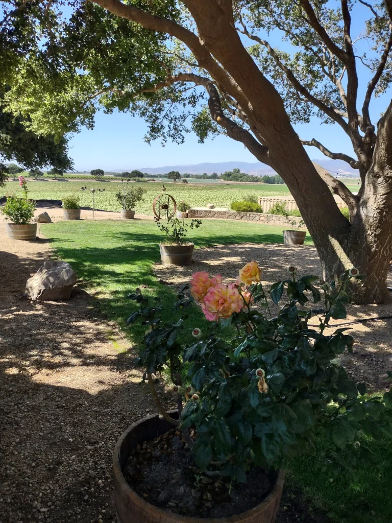 Puma Road Ray Franscioni Wines, a dog-friendly restaurant in Gonzales, California