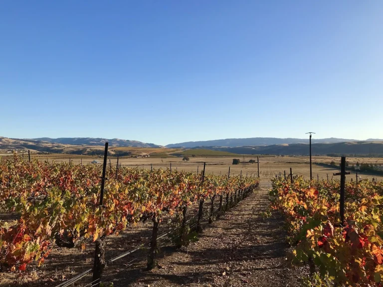 Rios-Lovell Estate Winery, a dog-friendly restaurant in Livermore, California