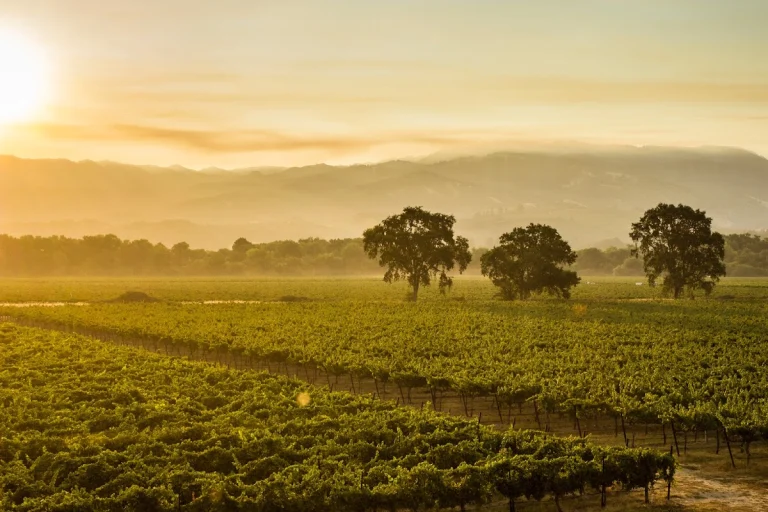 RIVINO Estate Winery, Ukiah