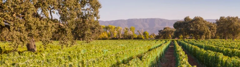 Roblar Winery And Cooking, a dog-friendly winery in Santa Ynez, California