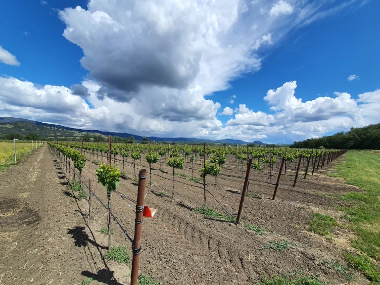 Saracina Winery Google Places photo