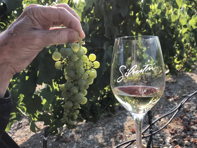 Silvestri Vineyards Google Places photo