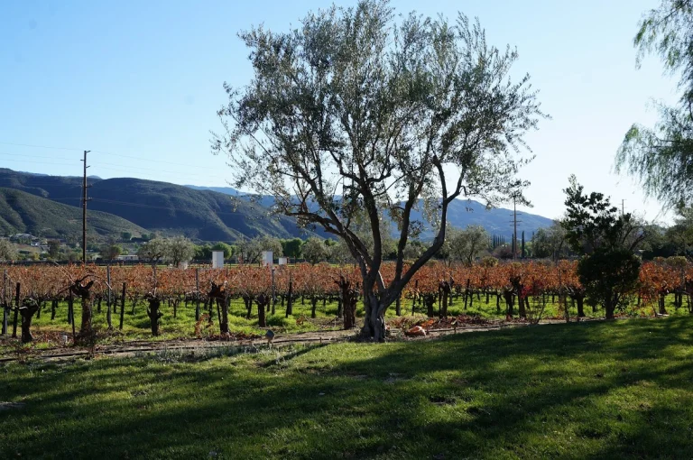 Somerset Vineyard and Winery, a dog-friendly restaurant in Temecula, California