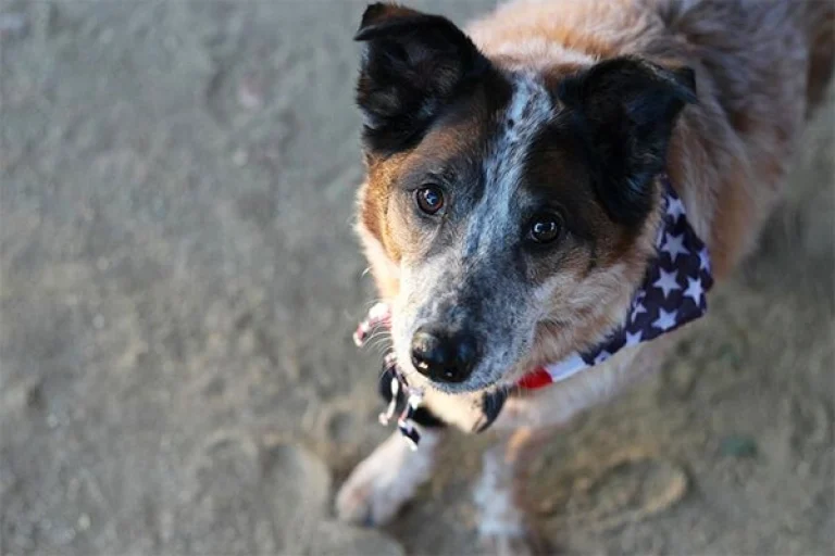 Image from Tri-valley chow-down on DogTrekker