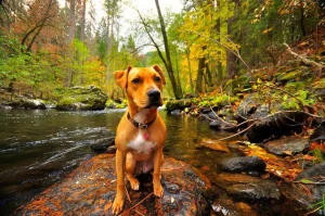 Meandering Mariposa County with your dog