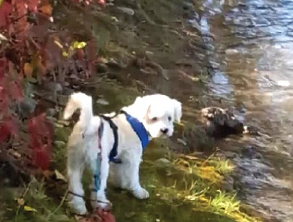 Image from Waggin' trails rescue foundation on DogTrekker