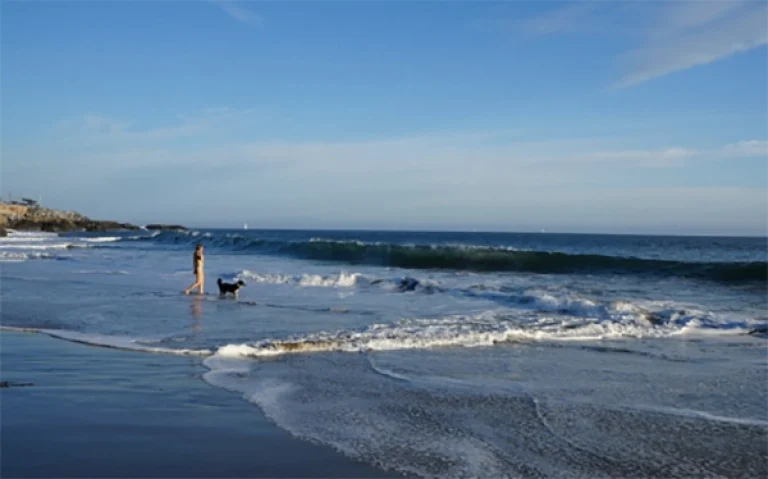 Image from Have dog, will travel to Santa Cruz on DogTrekker