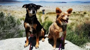 From wine to bristlecone pines