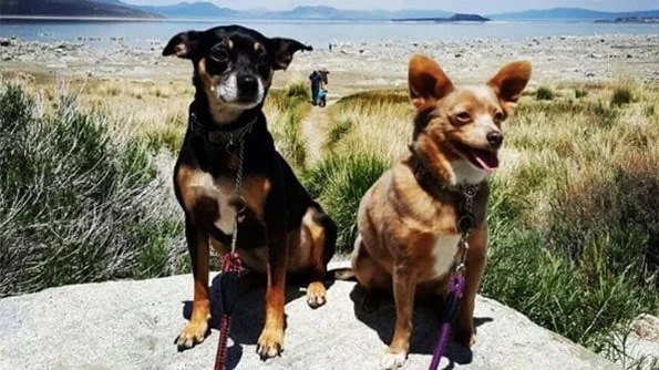Eastern Sierra dogs.