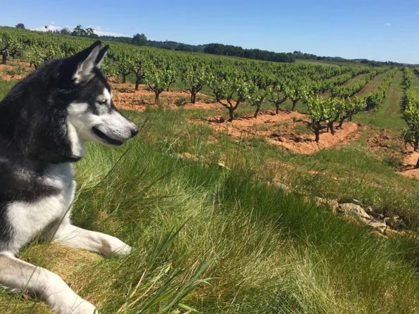 Image from Doggedly exploring Amador County on DogTrekker