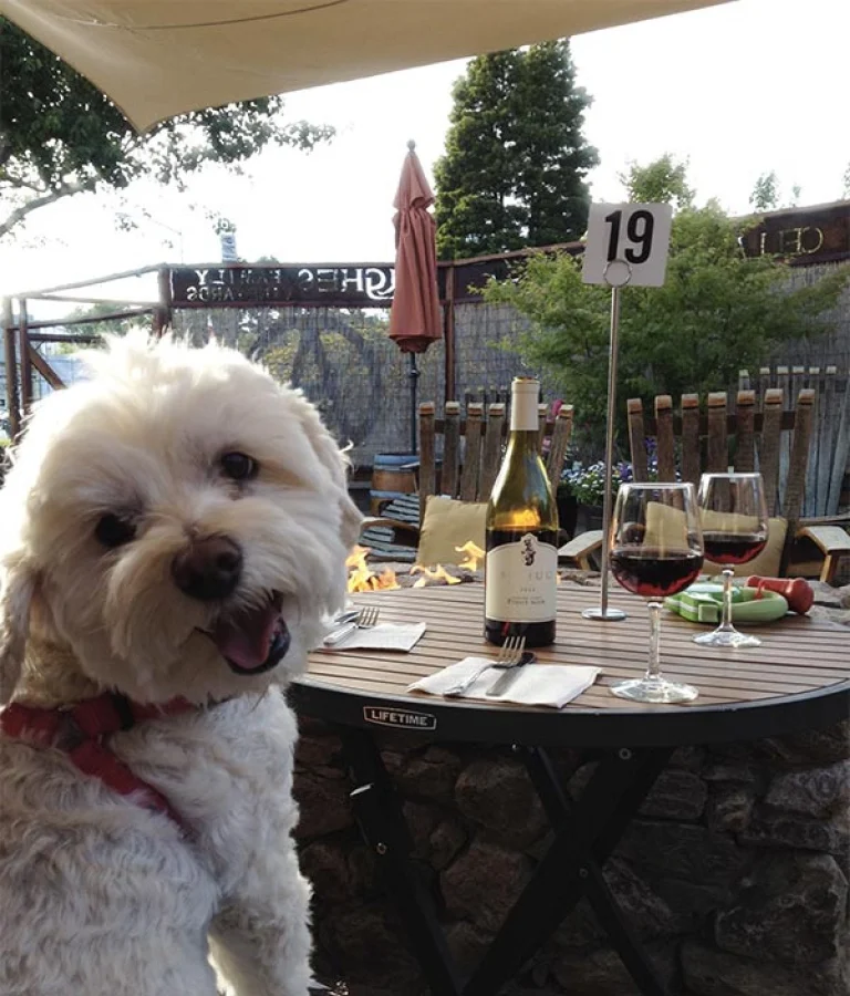 Image from Vine and dine in Sonoma on DogTrekker