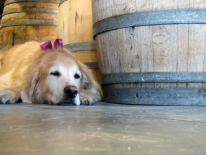 Cruise control in Santa Cruz wine country