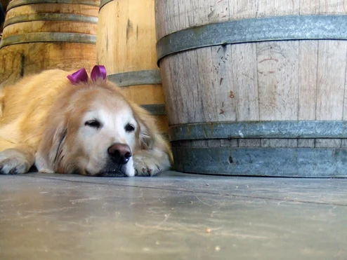 Image from Cruise control in Santa Cruz wine country on DogTrekker