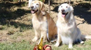 White wine on a winter’s day