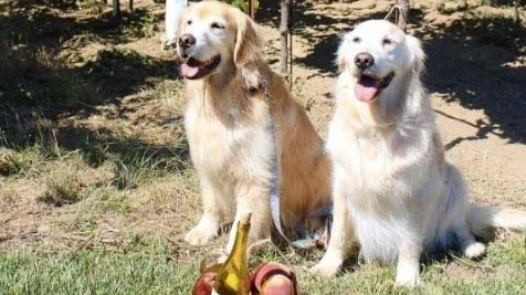 Image from White wine on a winter’s day on DogTrekker