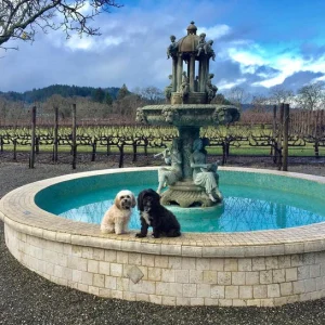 Weatherproof wine tasting with your dog