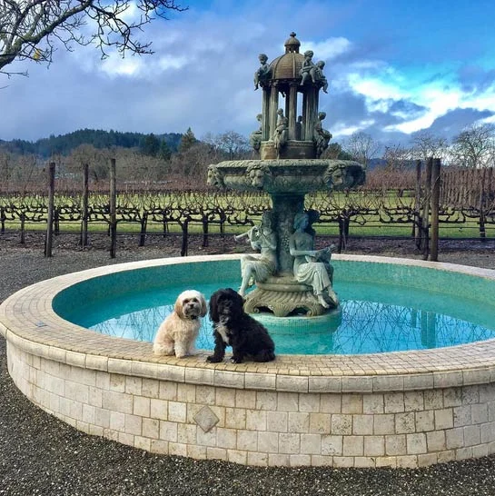 Image from Weatherproof wine tasting with your dog on DogTrekker