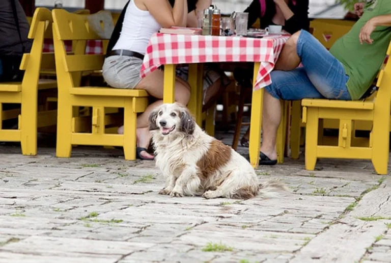 Image from Gourmet chow-downs with your pup on DogTrekker