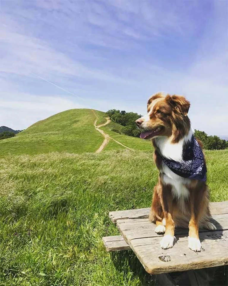 Image from What and where is Tri-Valley? on DogTrekker