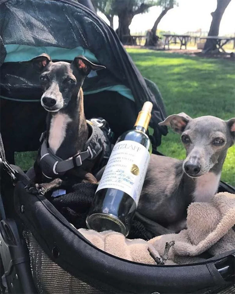 Image from Tri-Valley’s no-whine wineries on DogTrekker