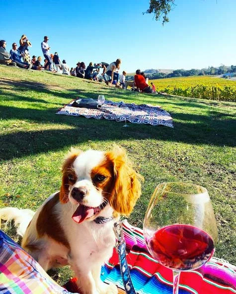 Image from Visit a family-friendly winery on DogTrekker