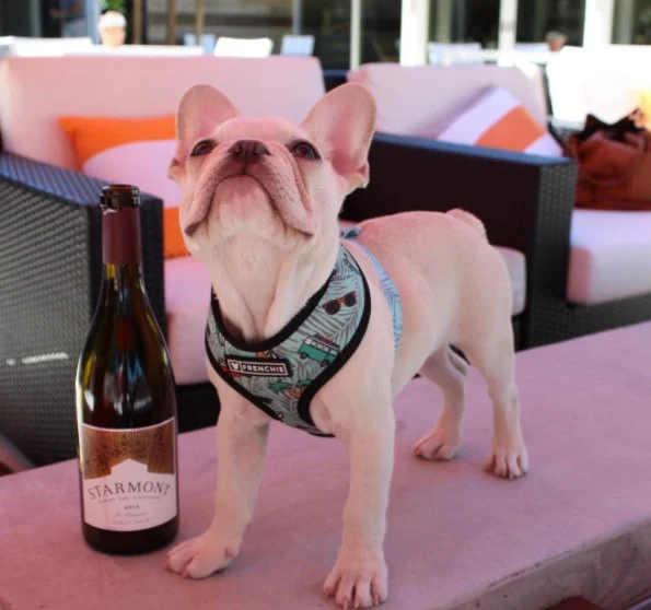 Image from Carneros, here we come on DogTrekker