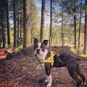 Journey to Wawona (Madera County, south entrance)