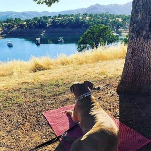 Dog-friendly Calaveras County: Wine, caves and Gold Rush towns