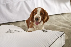 In GPS, five pet-friendly hotels are raising the bar