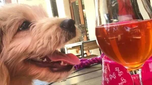 Unplug and explore with Concord as a dog-friendly base