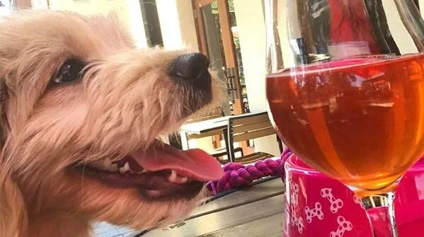 Image from Unplug and explore with Concord as a dog-friendly base on DogTrekker