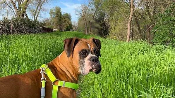 Image from Pleasant surprises in Pleasant Hill on DogTrekker