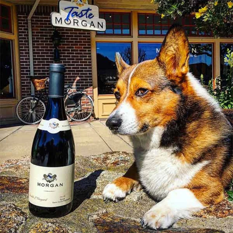 Image from Wine down with your dog by your side on DogTrekker
