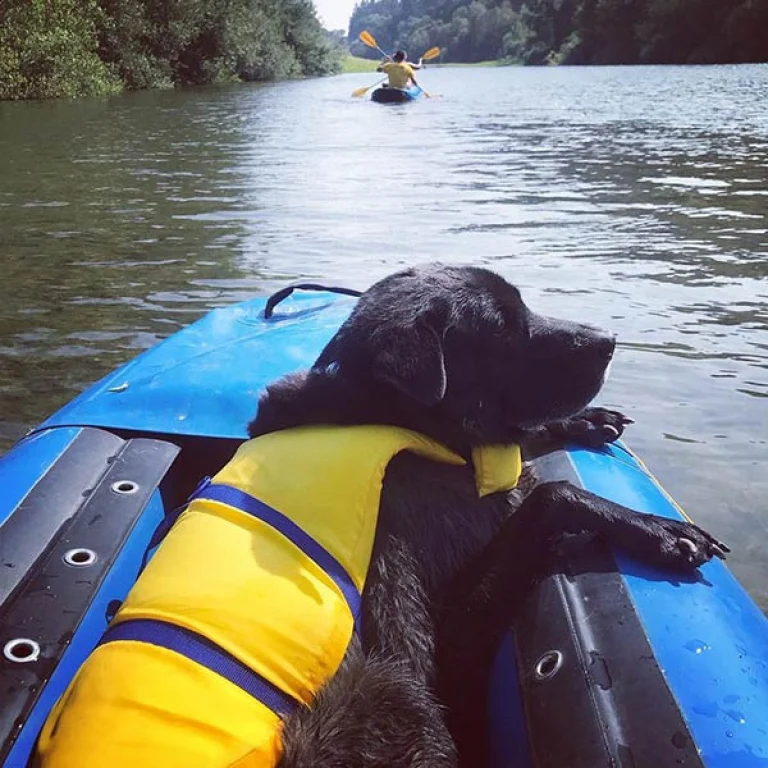 Image from Get your float on in Sonoma Wine Country! on DogTrekker