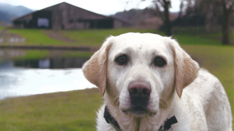 Image from Headed up Mendo County way? on DogTrekker