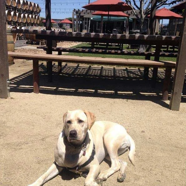 Image from Go soon to Suisun! on DogTrekker