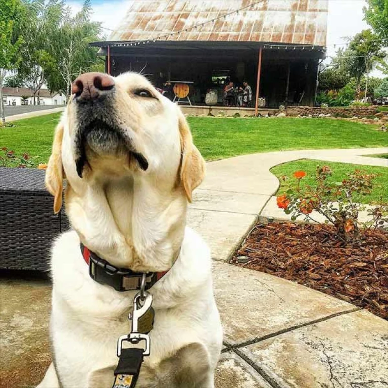 Image from Drifting about in the Delta on DogTrekker