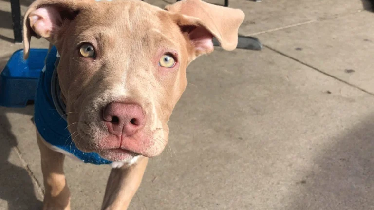 Image from Growling for Guerneville in Sonoma County on DogTrekker