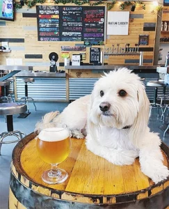 Where to dine with your pup
