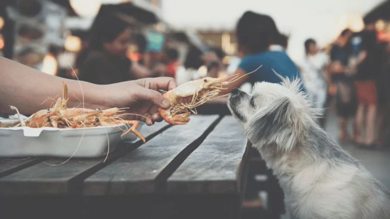 Image from Linger longer at a patio table with your pup on DogTrekker