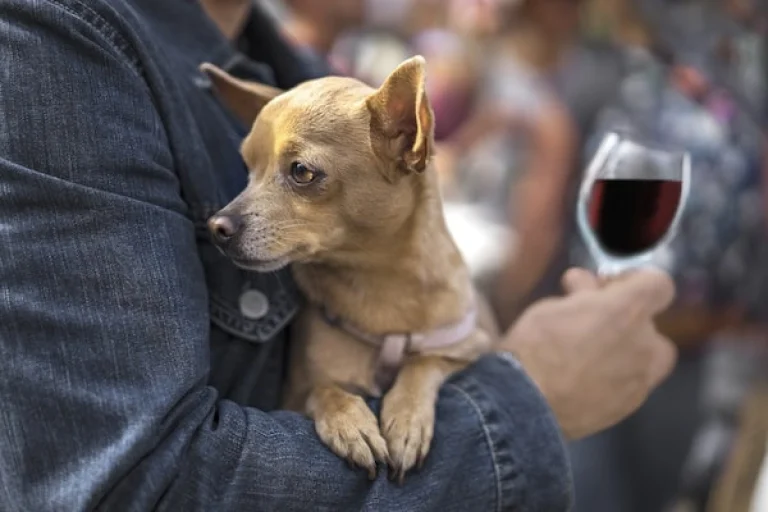 A man with a dog and a glass of wine.