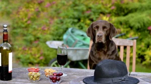 Raise a glass to the dog-friendly Delta