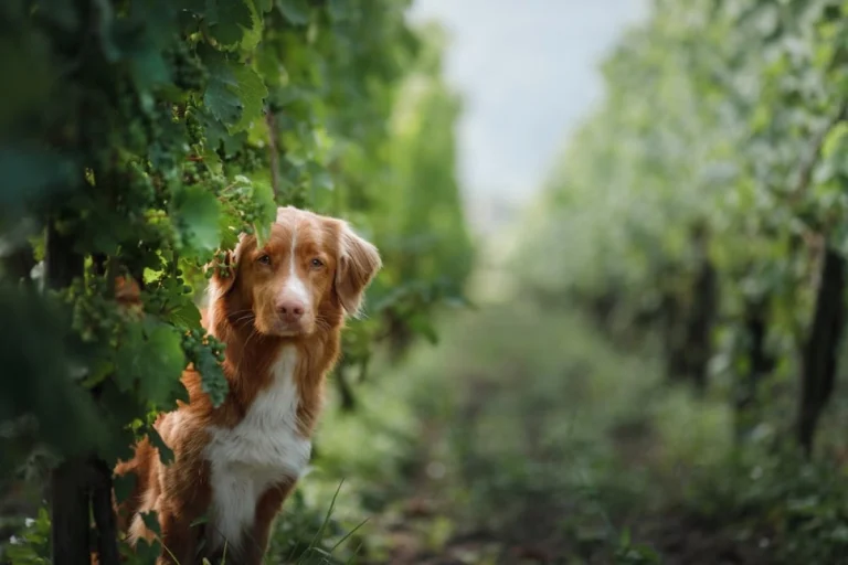 dog in a vineyard in nature. A pet in the summer, a toller. Nova Scotia Duck Tolling Retriever